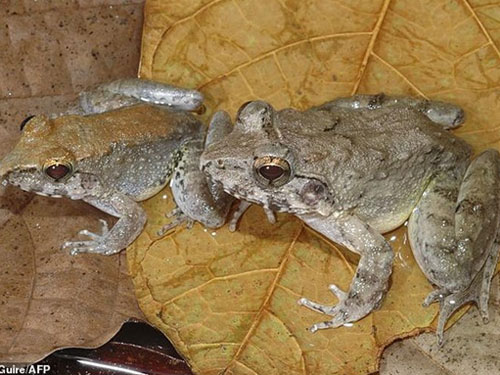 Loài ếch sinh con Limnonectes larvaepartus 