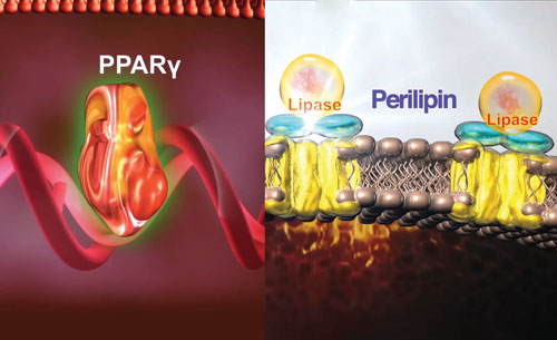 Thụ thể PPARγ và Perilipin là 2 yếu tố được phát hiện trong cơ chế gây tăng cân