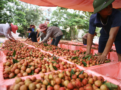 Nhọc nhằn tìm thị trường xuất khẩu cho trái cây VN - Ảnh : Hà An