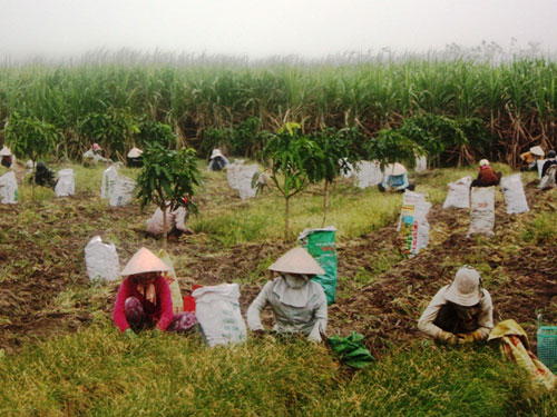 Người dân xã Cam Thành Nam thu hoạch kiệu tết - Ảnh: Nguyễn Chung
