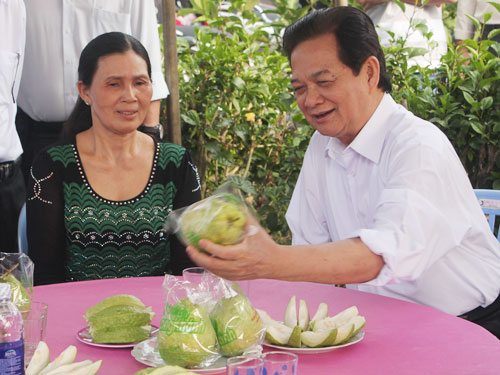 Thủ tướng Nguyễn Tấn Dũng thăm Tổ hợp tác sản xuất ổi Bảo Quang (TX.Long Khánh) - Ảnh: Trung Nguyên