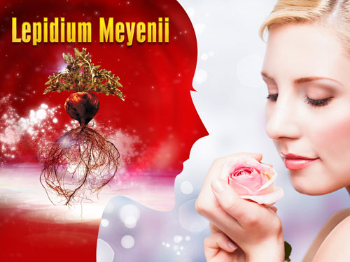 Thảo dược Lepidium Meyenii - tặng phẩm quý giá, an toàn cho sức khỏe, sắc đẹp và sinh lý nữ