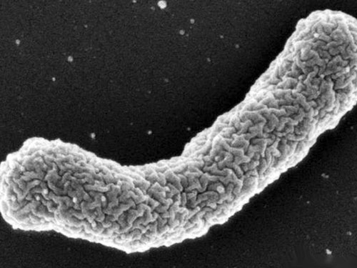 Vi khuẩn Eleftheria terrae đã tạo ra chủng kháng sinh chưa từng có được gọi là Teixobactin - Ảnh: Đại học Đông Bắc