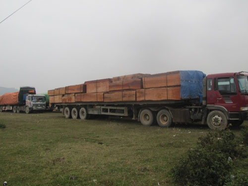 Đoàn xe chở gỗ quá tải vừa bị cơ quan chức năng xử phạt - Ảnh: Nguyên Dũng