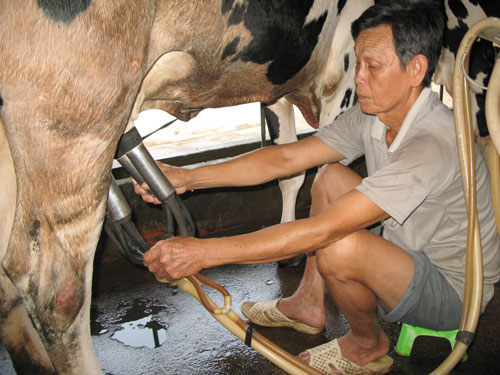Ông Cần vắt sữa bò bằng máy - Ảnh: Lập Chương