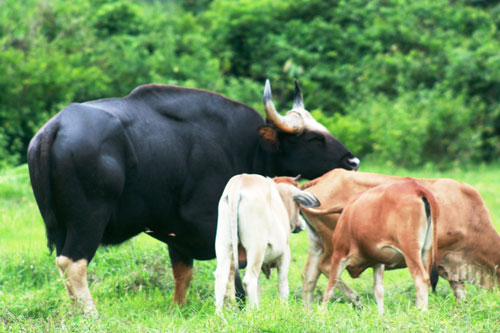 Bò tót đực “si tình” theo những cô ả bò nhà ở nương rẫy - Ảnh: Vườn quốc gia Phước Bình cung cấp