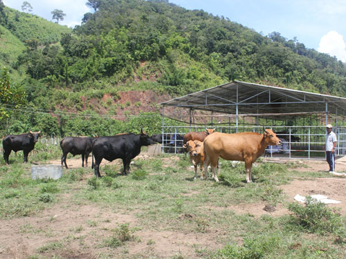 Trang trại nuôi bò tót lai duy nhất ở VN tại Vườn quốc gia Phước Bình - Ảnh: Thiện Nhân