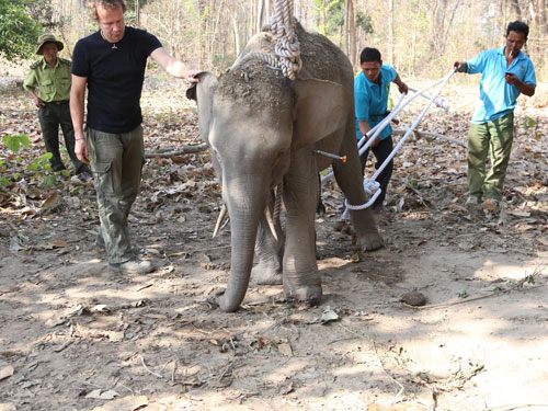 Con voi rừng mắc bẫy được đưa về chữa trị - Ảnh: Nguyên Bình