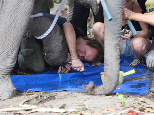 Một chuyên gia kiểm tra vết thương của con voi - Ảnh: Nguyên Bình