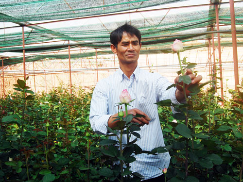 Anh Võ Văn Thành được ví như “siêu nhân” trồng hoa hồng - Ảnh: G.B