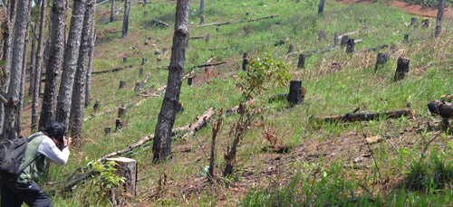 Hàng trăm cây thông chỉ còn lại gốc bị đốt cháy