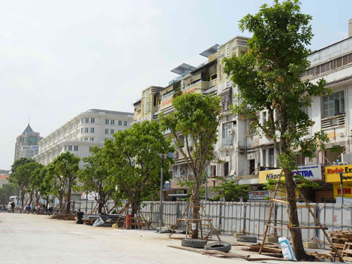 Những hàng cây lộc vừng được trồng dọc đường Nguyễn Huệ
