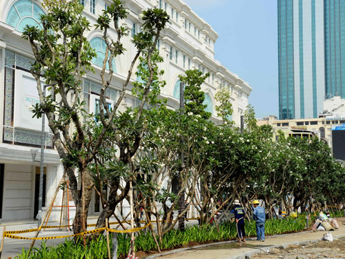 Những hàng sứ được trồng hai bên đường Nguyễn Huệ từ đường Lê Thánh Tôn đến ngã tư Lê Lợi - Nguyễn Huệ