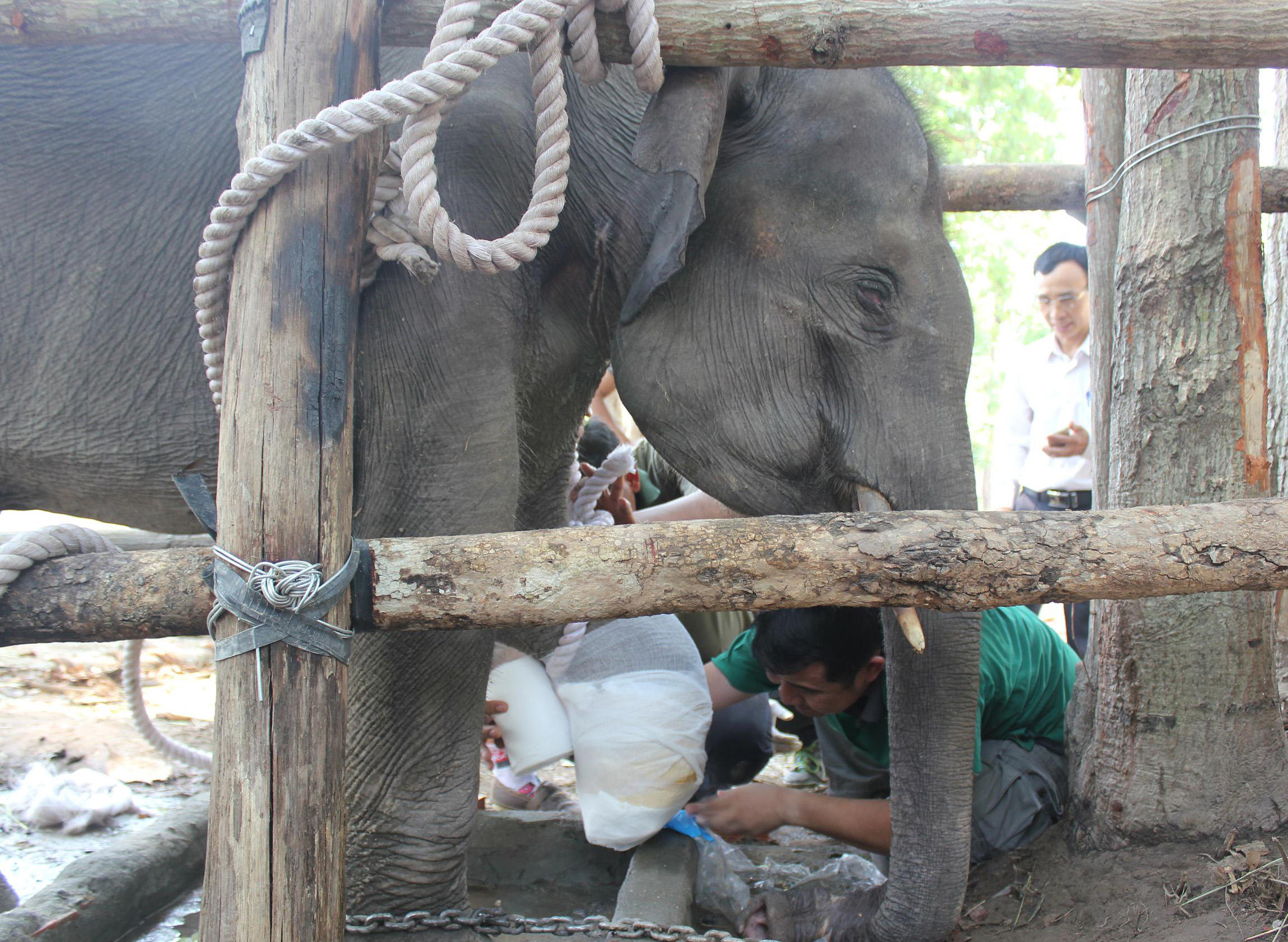 Bác sĩ Thái chữa trị cho voi rừng