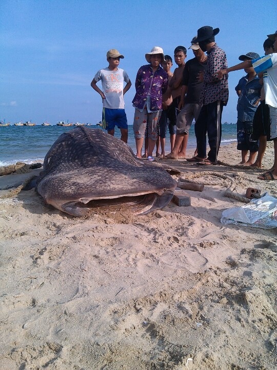 Cá voi nặng 4 tấn dạt vào Mũi Né