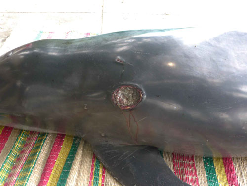 Một vết thương trên lưng con cá heo - Ảnh: Hoàng Trọng