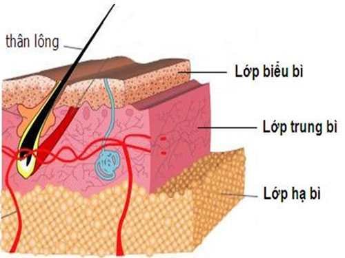 Cấu trúc của làn da