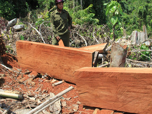 Kiểm kê xác định là gỗ tạp nhưng khi khai thác lại lòi ra toàn cây gỗ rừng tự nhiên giá trị cao - Ảnh: Hiển Cừ