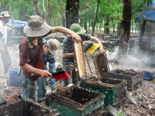 Nuôi ong lấy mật ở Đồng Nai - Ảnh: Trung Hiếu
