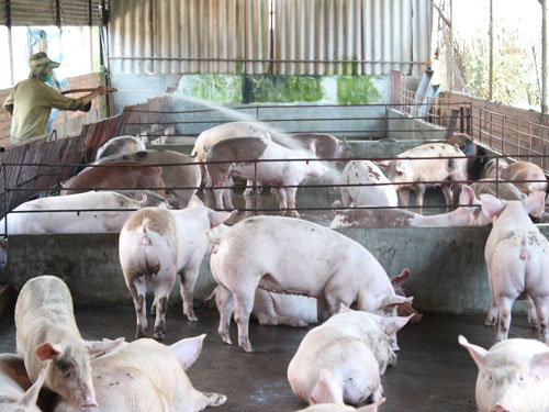 Những hộ chăn nuôi sử dụng chất cấm gây ảnh hưởng rất lớn đến không chỉ các hộ nuôi nghiêm túc (ảnh) mà còn cả ngành chăn nuôi của cả tỉnh Đồng Nai - Ảnh: Lê Lâm