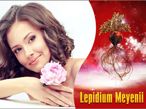 Thảo dược Lepidium Meyenii có trong Sâm ANGELA giúp điều trị các rối loạn kinh nguyệt từ gốc nên tự nhiên và an toàn