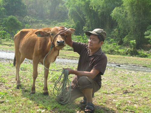 Ông Vi Văn Én, ở bản Poọng, xã Tam Chung, huyện Mường Lát, Thanh Hóa tin rằng kinh tế gia đình sẽ phát triển nhờ con bò do Viettel hỗ trợ.