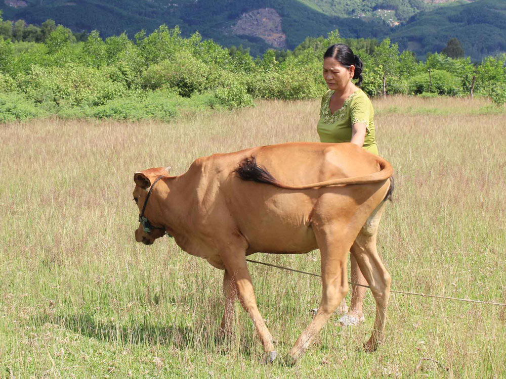 Bà Thúy bức xúc vì “rút” trúng con bò gầy, nuôi hơn 9 tháng vẫn chưa lớn - Ảnh: Hoàng Trọng