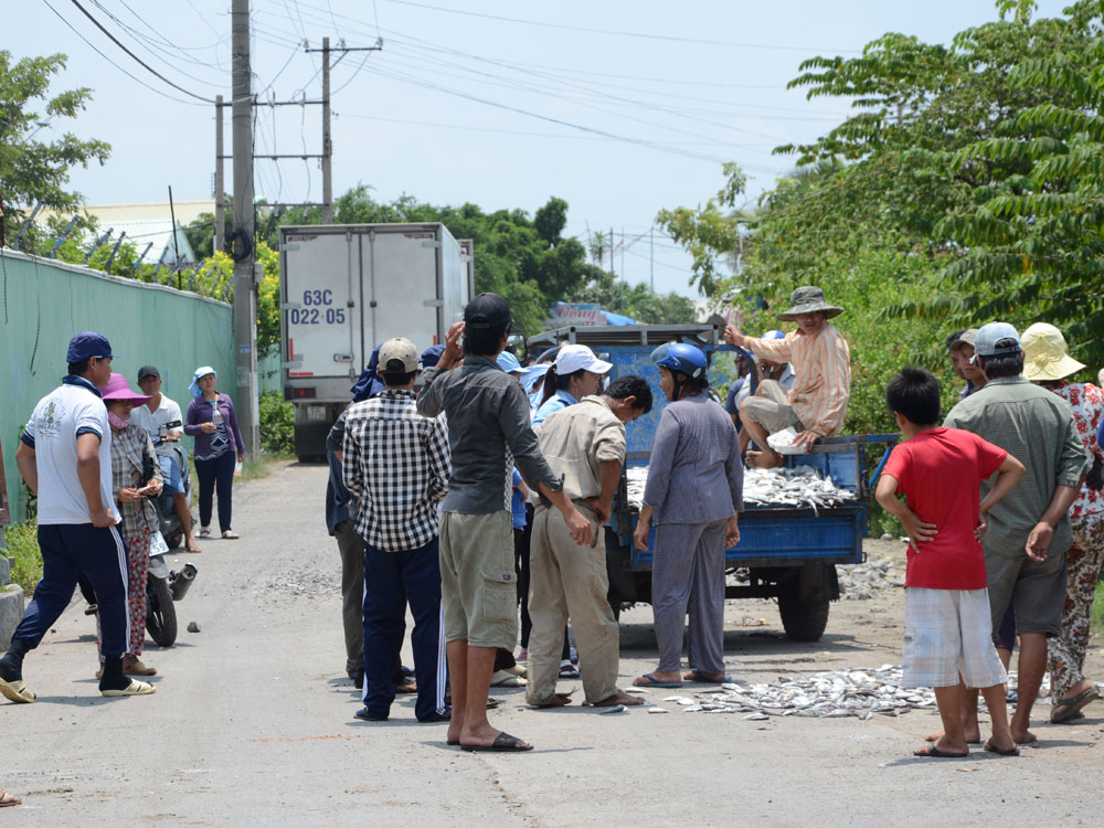 Người dân đổ cá chết trước cổng một số công ty chế biến hải sản - Ảnh: Nguyễn Long