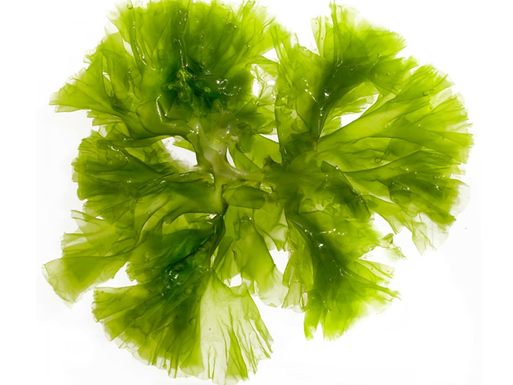 Các loại tảo và rong biển có tác dụng làm đẹp tuyệt vời