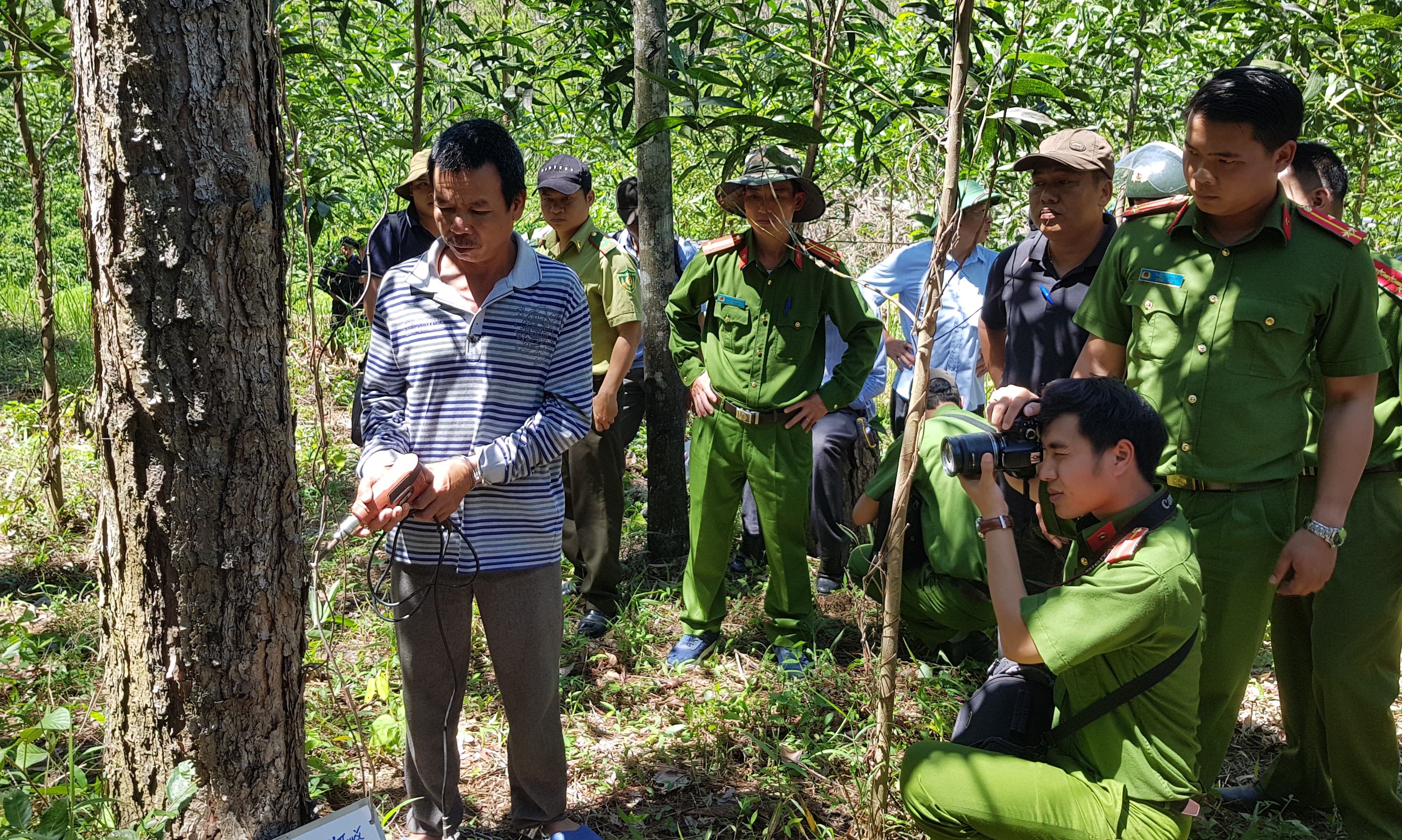 Hủy hoại hơn 10 ha rừng thông tại Lâm Đồng: Khởi tố kẻ chủ mưu đang bỏ trốn
