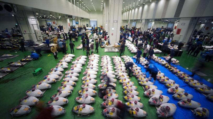 Khám phá Toyosu chợ cá mới của Tokyo