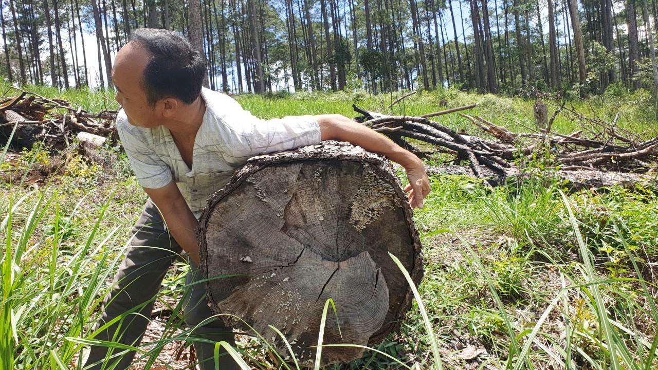 Rừng Cộng đồng huyện Bảo Lâm tiếp tục bị triệt hạ, chiếm đất dựng nhà