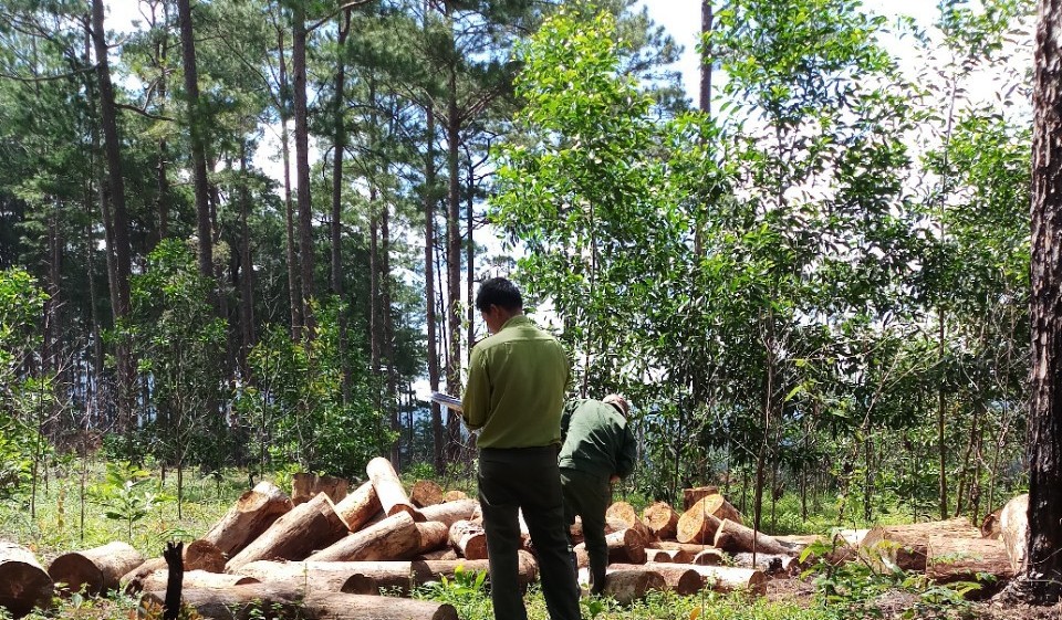 Rừng Cộng đồng huyện Bảo Lâm tiếp tục bị triệt hạ, chiếm đất dựng nhà