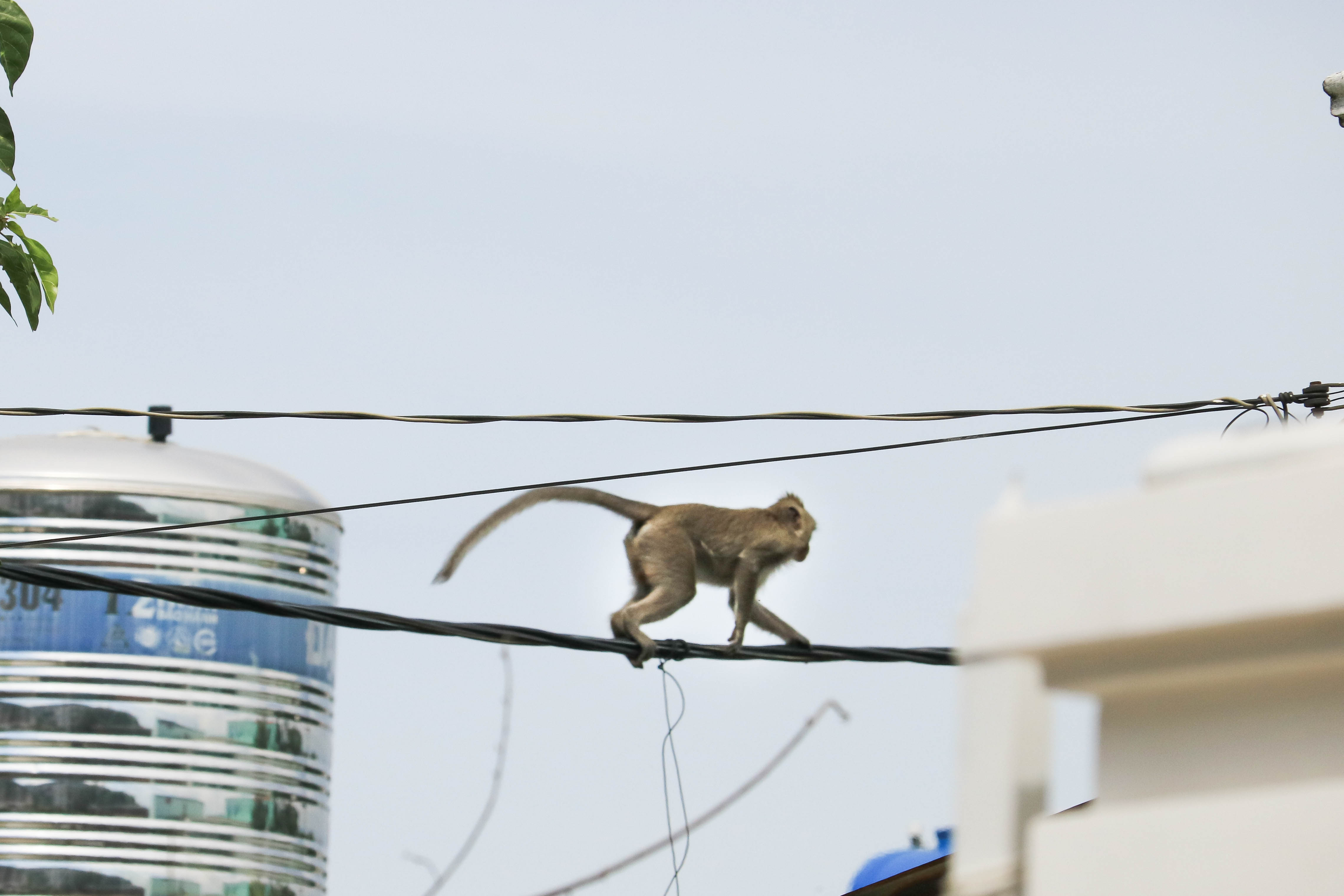 Người dân mệt mỏi với lũ khỉ ngang nhiên “tung hoành” khắp khu phố tại Q.12