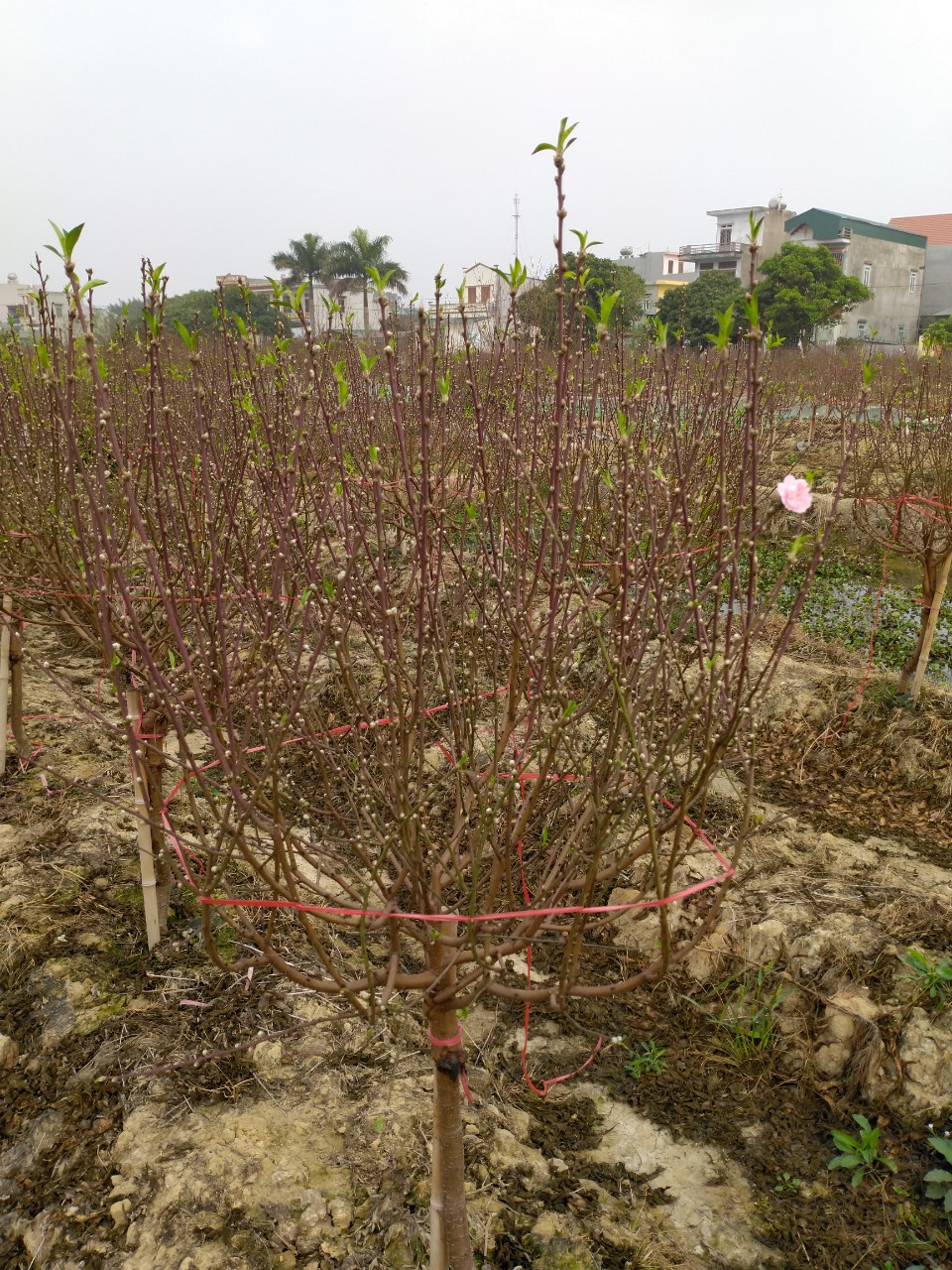 Nông dân trồng đào Hải Dương: Kết thúc buồn một năm lăn lộn với cây đào