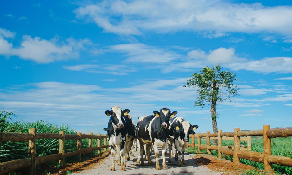 Những cô bò trên trang trại Organic Đà Lạt - trang trại bò sữa đạt tiêu chuẩn organic châu Âu đầu tiên tại VN