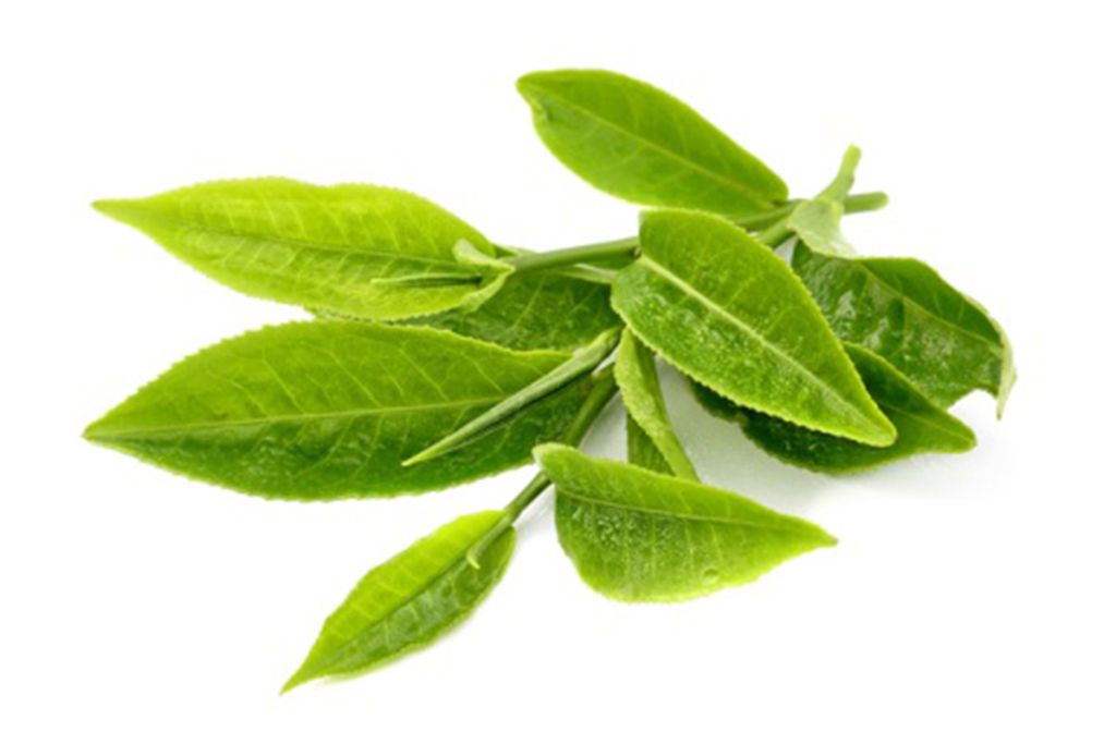 Lá trà xanh giúp ngăn ngừa và điều trị mụn hiệu quả