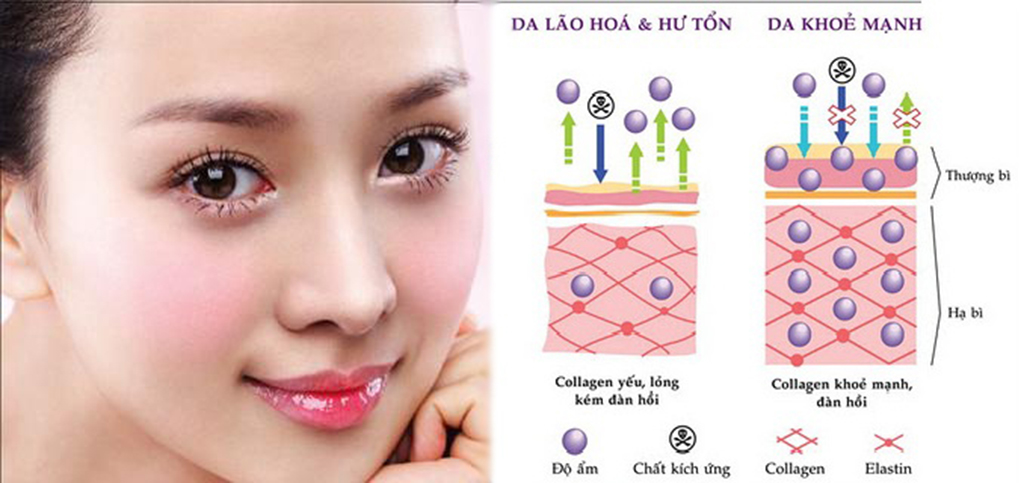 Collagen giúp duy trì làn da khỏe đẹp và căng mịn 