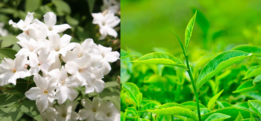 Khử mùi hiệu quả với hai nguyên liệu thiên nhiên - Hoa nhài và trà xanh, đem đến cảm giác tươi mát và sạch sẽ cho trang phục