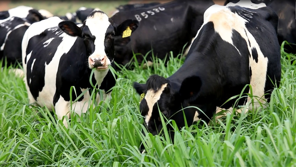 Những cô bò sữa Organic tại Trang trại TH thảnh thơi vui đùa ngoài cánh đồng chăn thả