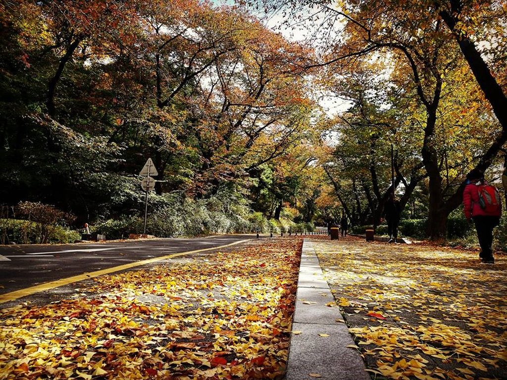 Hàn Quốc mùa thu khiến bất cứ ai cũng phải khao khát được chiêm ngưỡng dù chỉ một lần trong đời 