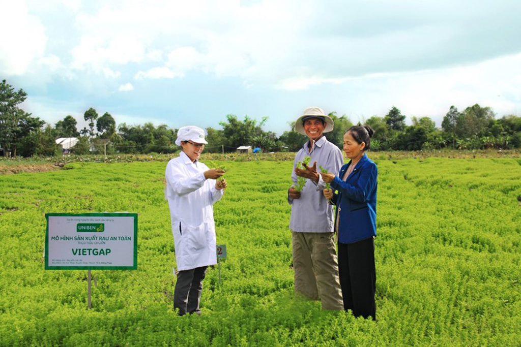 Kỹ sư nông nghiệp Lê Thị Mai (áo trắng) đang hướng dẫn hộ nông dân Nguyễn Văn Bé (Đồng Tháp) thực hiện trồng ngò ôm theo tiêu chuẩn VietGAP để cung cấp cho UNIBEN làm gói gia vị cho mì 3 Miền