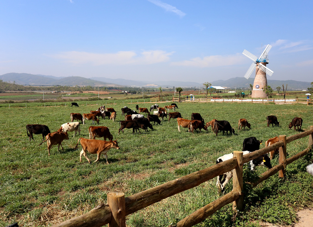 Những cô bò organic được thoải mái gặm cỏ trên đồng cỏ tại Trang trại Vinamilk Organic Đà Lạt