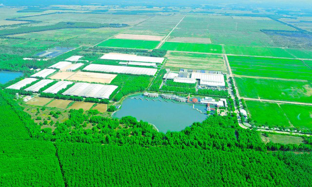 Resort bò sữa Tây Ninh với 500 ha đồng cỏ xanh mát