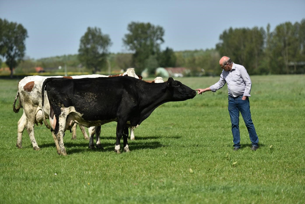 Đàn bò hữu cơ tại Hà Lan được nuôi lớn bằng thức ăn hoàn toàn tự nhiên