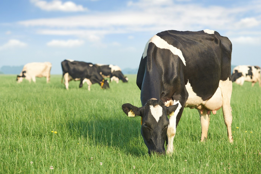 Một trang trại bò sữa organic tiêu chuẩn Hà Lan: đàn bò phải được chăn thả tự do “vui chơi” 6 giờ/ngày
