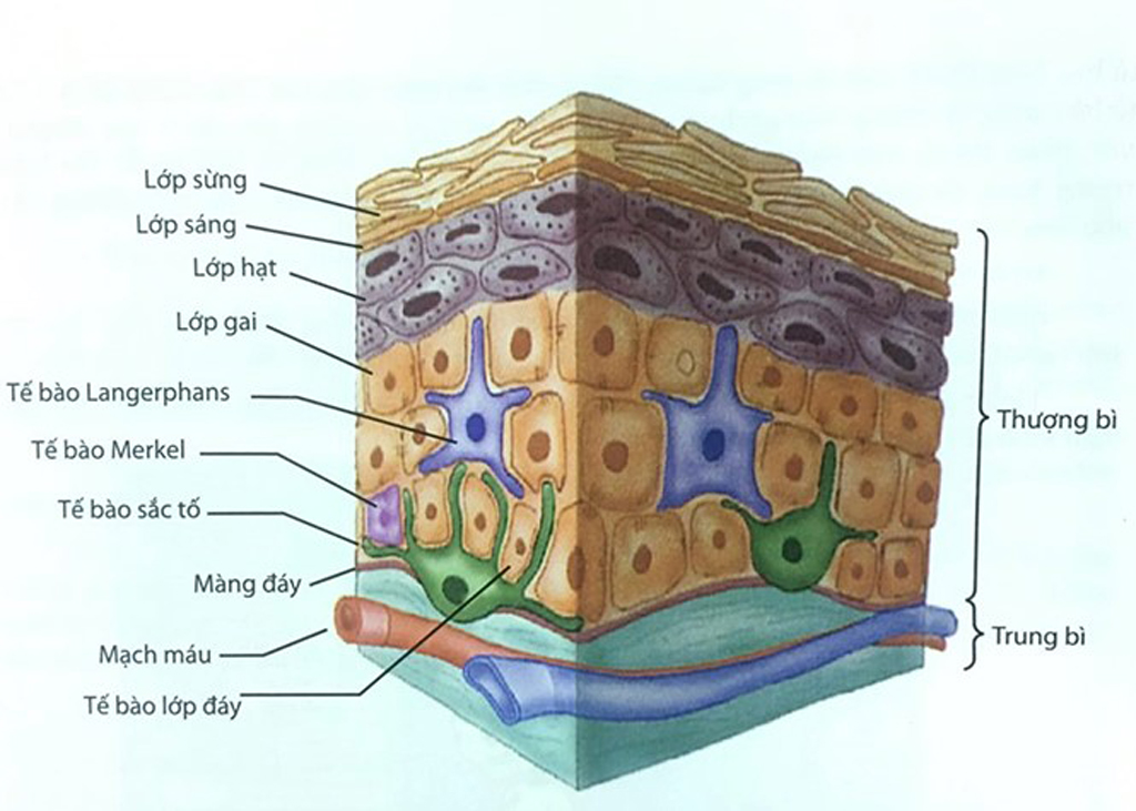 Mô phỏng cấu trúc da