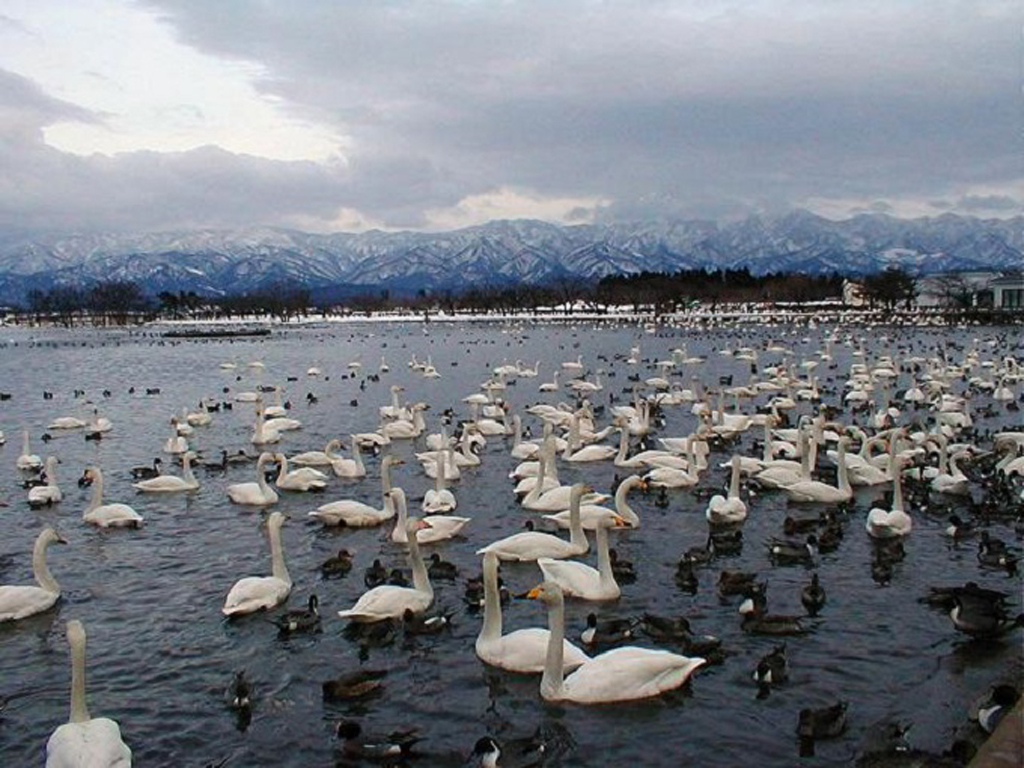 Hồ Hyoko (thành phố Agano) có hơn 5.000 chú chim bay về từ mùa thu đến mùa đông