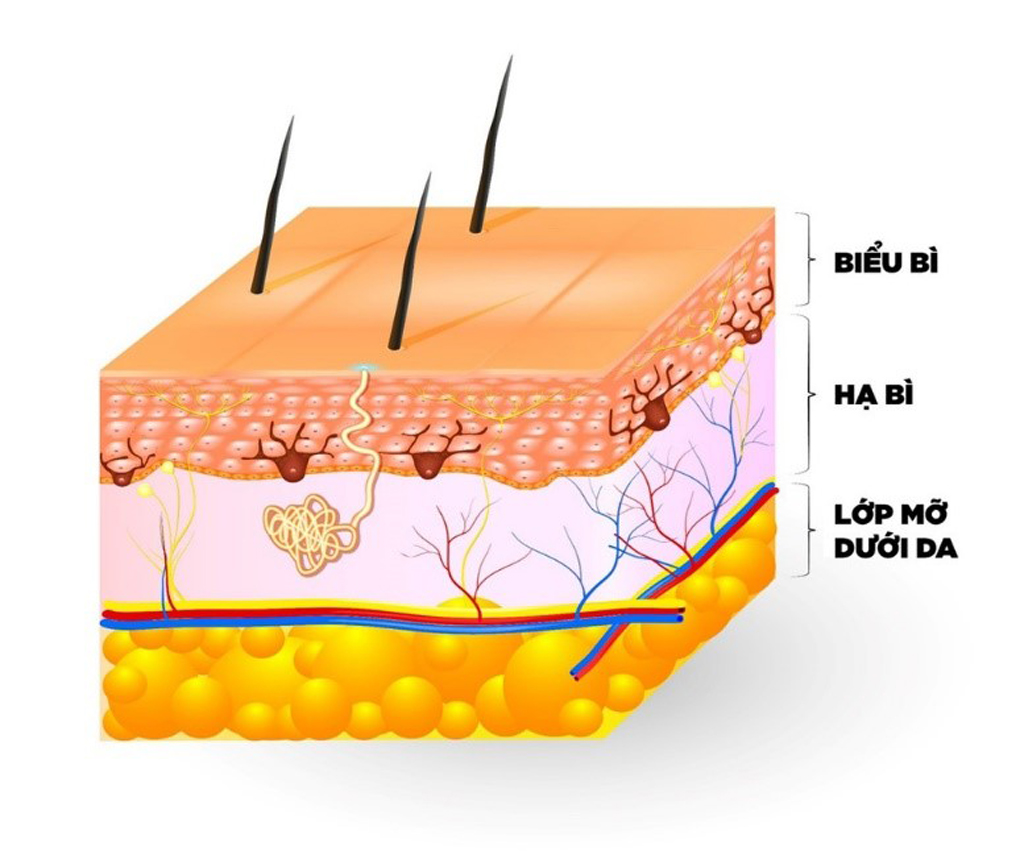 Các phương pháp làm đẹp thông thường khó lòng chăm sóc và tác động đến lớp hạ bì sâu bên trong