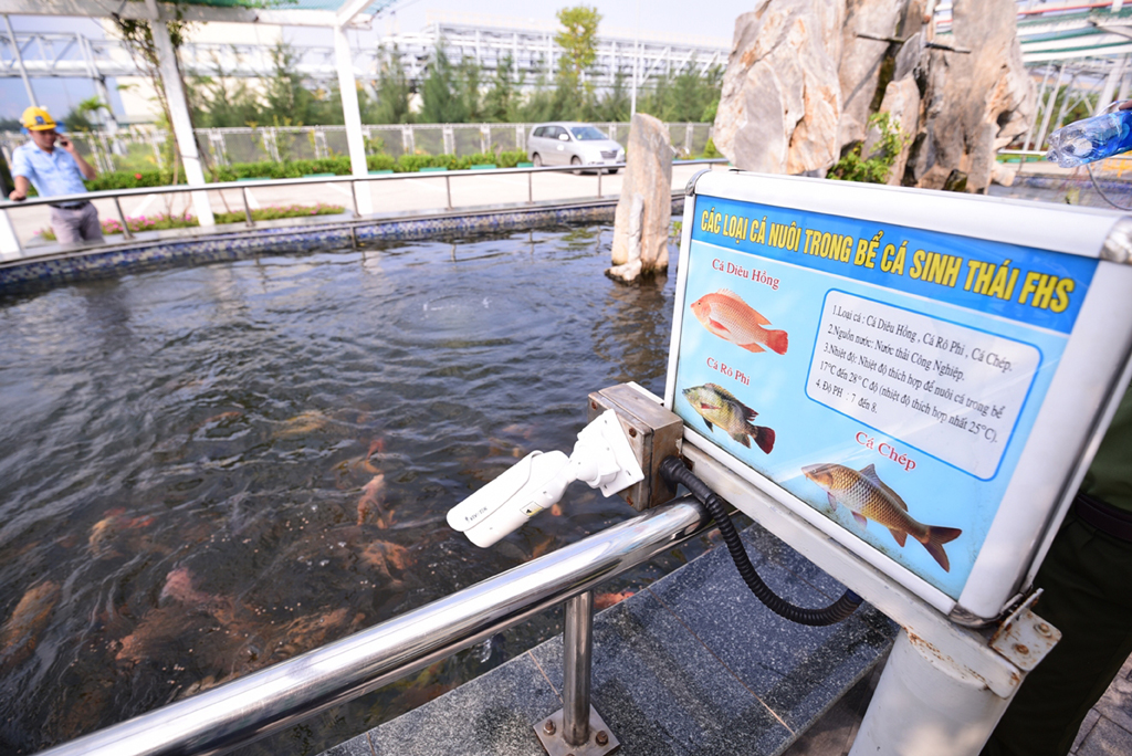 Cá tung tăng bơi lộ tại bể chỉ thị sinh học với nước thải sau xử lý